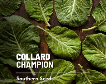 Collard Greens, Champion - 100 Seeds - Heirloom Vegetable - Open Pollinated - Non-GMO (Brassica oleracea)