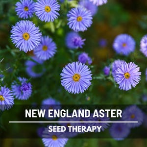 New England Aster Seeds – Native Heirloom Plant for Pollinator Gardens, Purple Flowers, Supports Bees & Butterflies | 200 Seeds