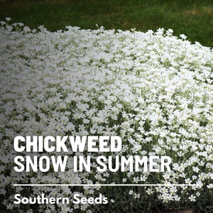 Snow in Summer (Chickweed) - 100 Seeds - Heirloom Groundcove, White Blooms, Rock Gardens & Borders, Garden Gift (Cerastium biebersteinii)