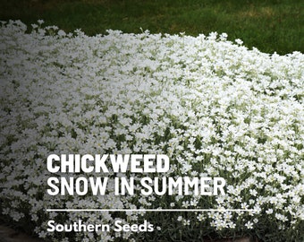 Snow in Summer (Chickweed) - 100 Seeds - Heirloom Groundcove, White Blooms, Rock Gardens & Borders, Garden Gift (Cerastium biebersteinii)