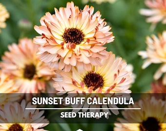 Sunset Buff Calendula Seeds – Heirloom Medicinal Flower with Apricot Blooms, A Customer Favorite for Herb Gardens | 50 Seeds