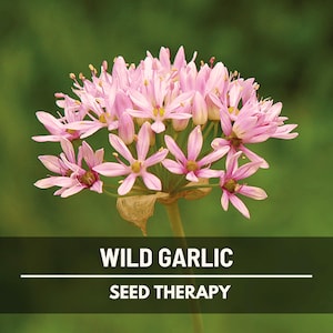 May include: Close-up of a wild garlic flower with delicate pink petals and yellow centers. The flower is in full bloom, set against a blurred green background. Text on the image reads "Wild Garlic Seed Therapy".