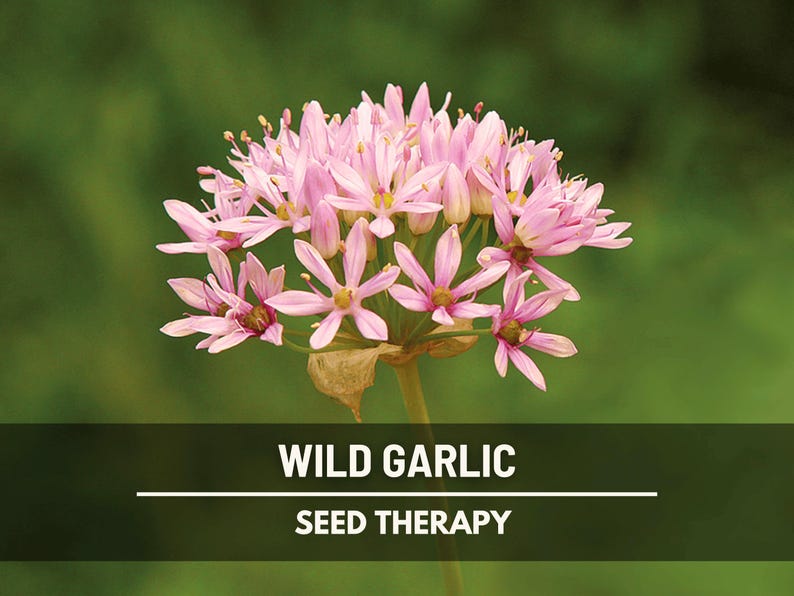 May include: Close-up of a wild garlic flower with delicate pink petals and yellow centers. The flower is in full bloom, set against a blurred green background. Text on the image reads "Wild Garlic Seed Therapy".