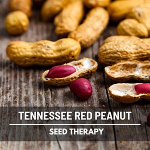 May include: Close-up of Tennessee Red Peanuts, some shelled, on a rustic wooden surface. The peanuts are in their shells, with a tan color, and the shelled peanuts are a vibrant red. The text "Tennessee Red Peanut Seed Therapy" is at the bottom.