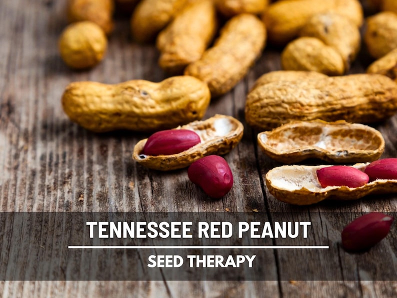 May include: Close-up of Tennessee Red Peanuts, some shelled, on a rustic wooden surface. The peanuts are in their shells, with a tan color, and the shelled peanuts are a vibrant red. The text "Tennessee Red Peanut Seed Therapy" is at the bottom.