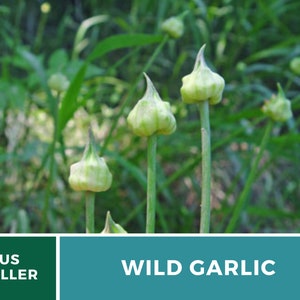 May include: Close-up of wild garlic plants with green stems and bulbous, light green flower buds. The background features blurred green foliage. The text "US SELLER" is in a green box, and "WILD GARLIC" is in a teal box.