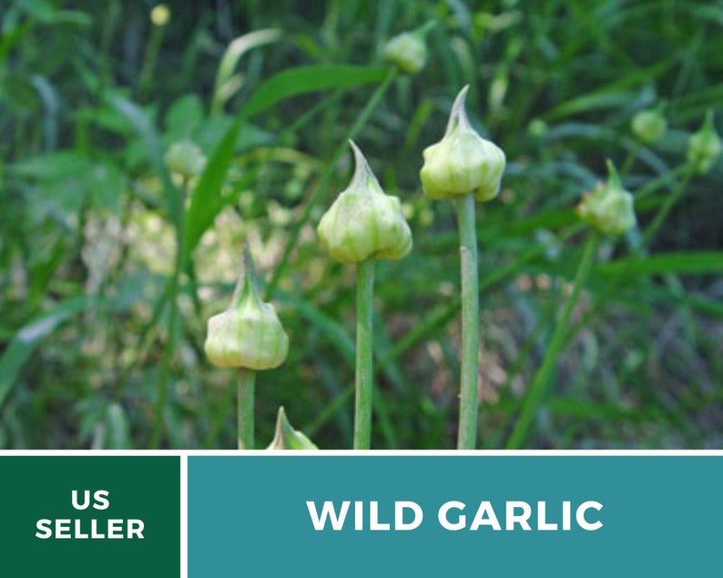 Garlic, Wild 25 Seeds Heirloom Vegetable Wild and Robust Flavor Allium canadense image 3