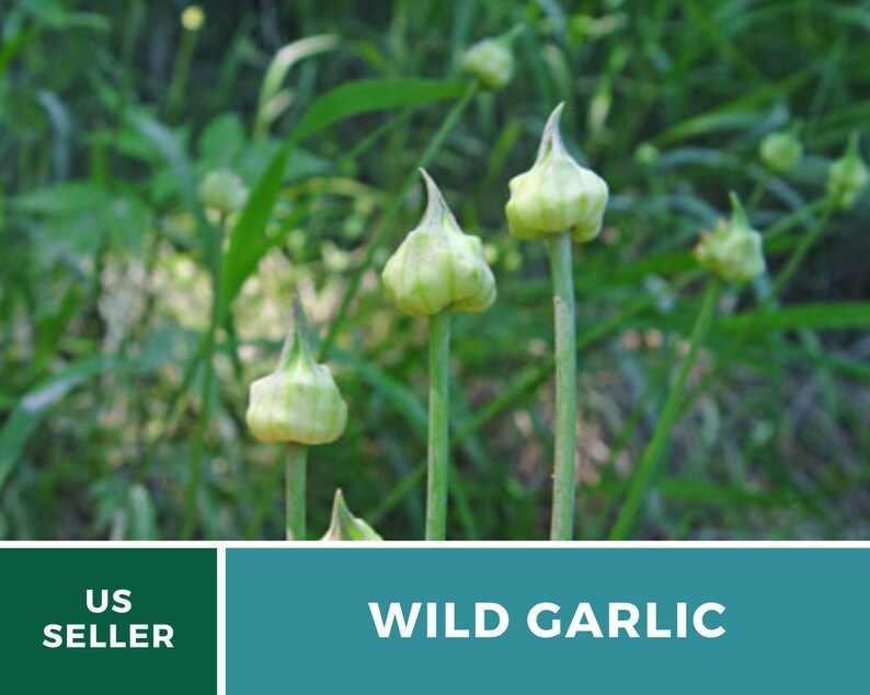 May include: Close-up of wild garlic plants with green stems and bulbous, light green flower buds. The background features blurred green foliage. The text "US SELLER" is in a green box, and "WILD GARLIC" is in a teal box.