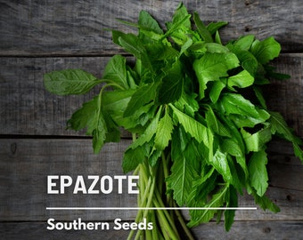 Epazote (Mexican Tea) - 25 Seeds - Heirloom Herb - Strong and Flavorful (Dysphania ambrosioides)