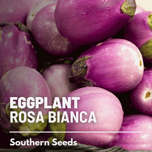 Eggplant, Rosa Bianca - 50 Seeds - Heirloom Seeds - Open Pollinated - Non-GMO (Solanum melongena)