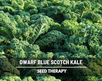 Dwarf Blue Curled Scotch Kale Seeds - Heirloom Leafy Green, Non-GMO (250 Seeds)