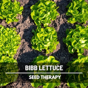 Summer Bibb Lettuce Seeds, Heat Tolerant Butterhead, Slow Bolting for Warm Weather, Heirloom, 500 Seeds image 1