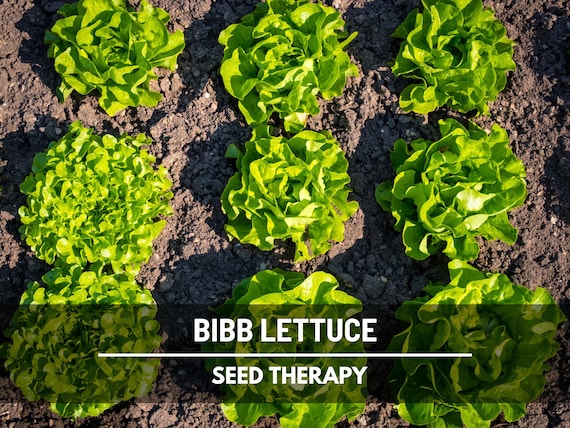 Summer Bibb Lettuce Seeds (Butterhead) – Heirloom Vegetable, AAS Winner, Open Pollinated, Non-GMO | 500 Seeds