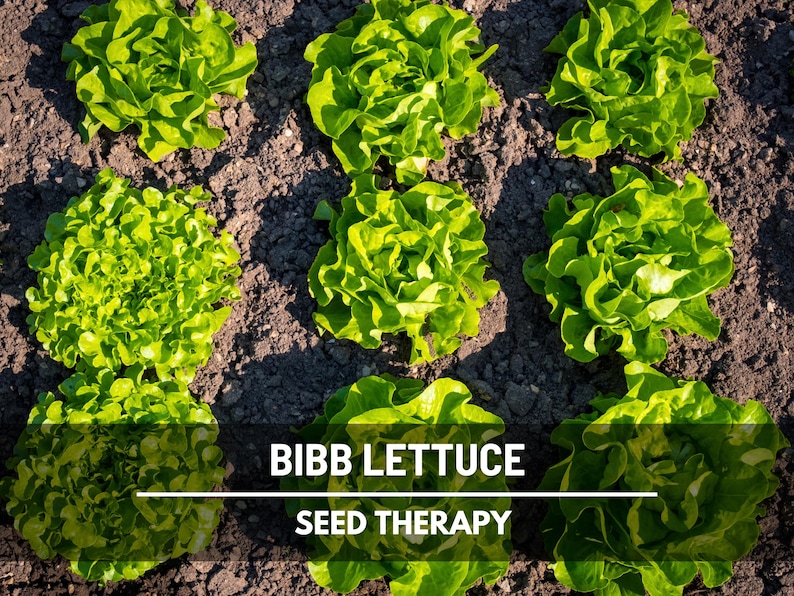 Summer Bibb Lettuce Seeds, Heat Tolerant Butterhead, Slow Bolting for Warm Weather, Heirloom, 500 Seeds image 1