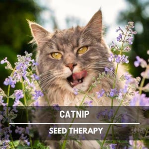 Catnip Seeds – Heirloom Culinary and Medicinal Herb, Non‑GMO, Cat’s Favorite, Easy to Grow | 250 Seeds