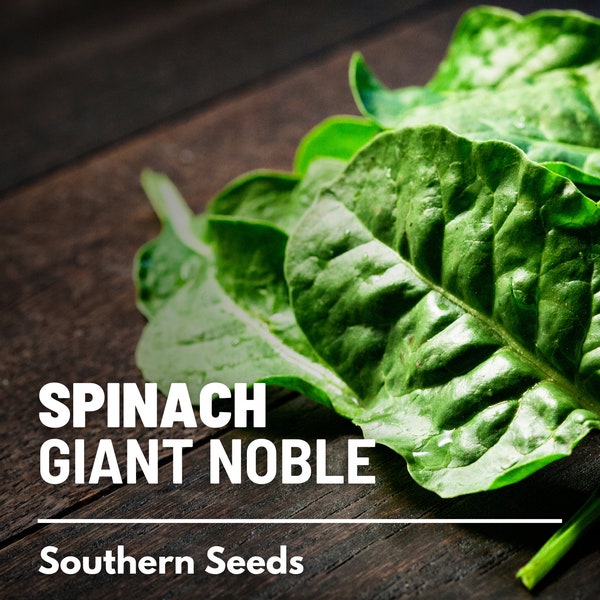 Spinach, Giant Noble - 150 Seeds - Heirloom Vegetable, AAS Winner, Open Pollianted, Non-GMO, Easy to Grow (Spinacia oleracea)