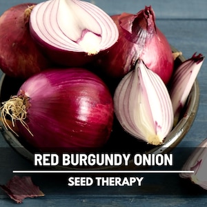 Red Burgundy Onion Seeds – Heirloom Vegetable, Red Slicing Onion, Short Day, Non-GMO for Salads | 200 Seeds