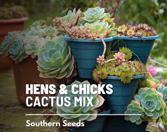 Hens & Chicks, Cactus Mix - Heirloom Succulent (Sempervivum spp.) - Diverse Hardy and Drought-Tolerant Plants