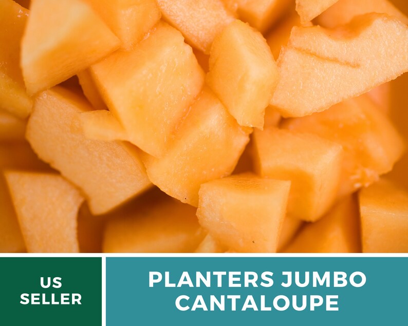 Melon Planter's Jumbo Cantaloupe Heirloom Seeds Non Etsy