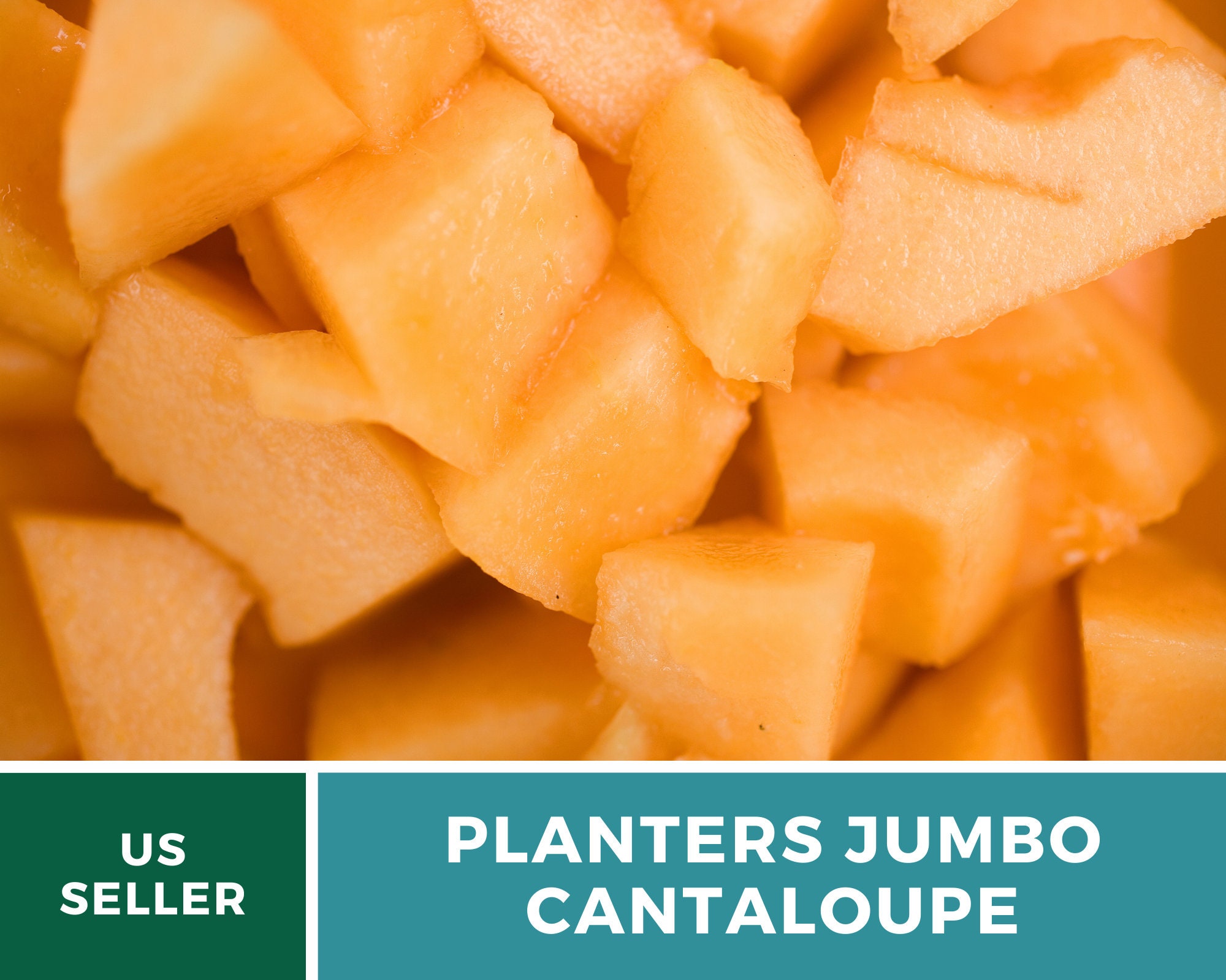Melon Planter's Jumbo Cantaloupe Heirloom Seeds Non Etsy