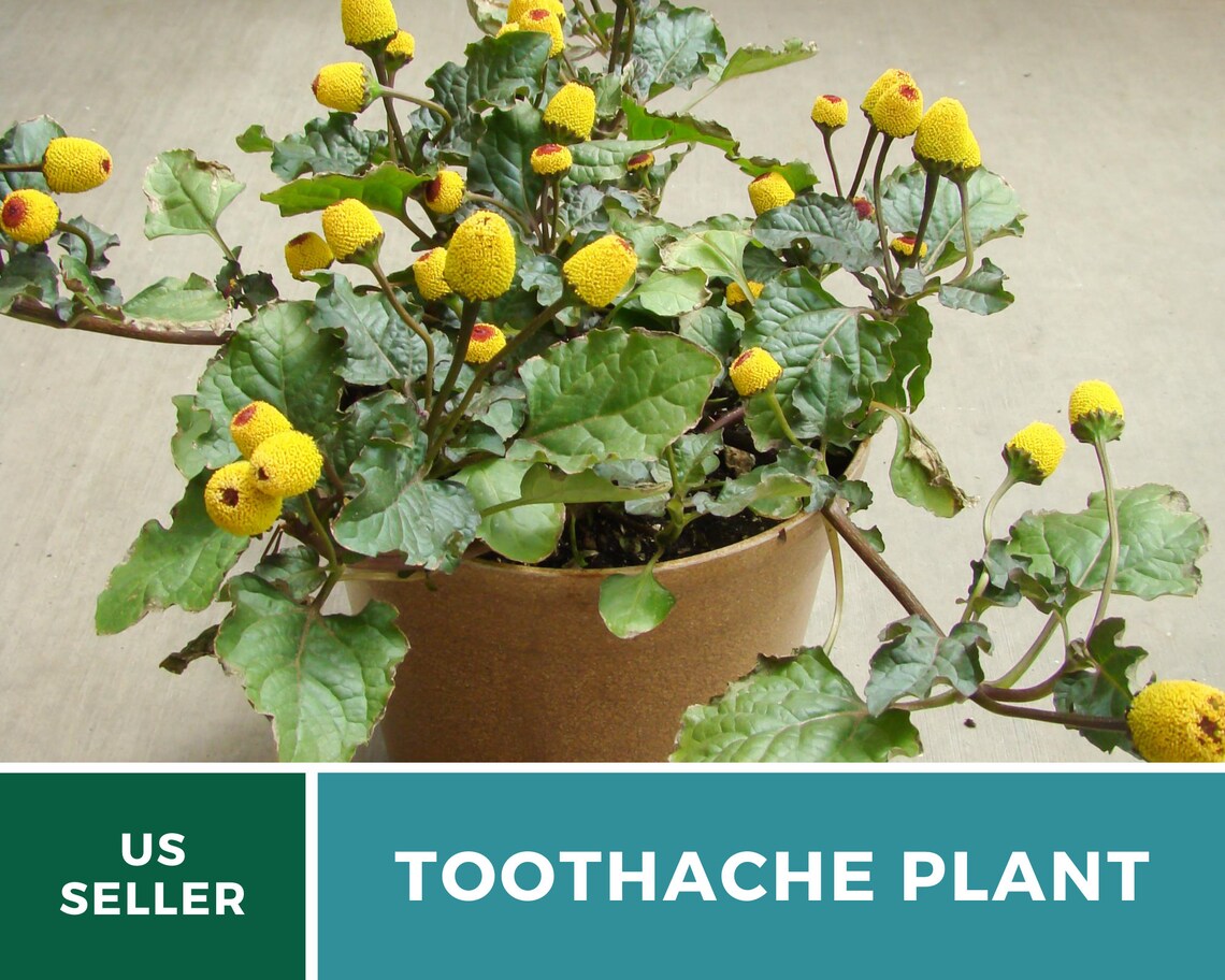 Toothache Plant 50 Seeds Medicinal Herb GMO Free Etsy