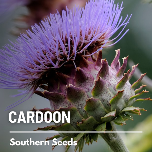 Cardoon (Artichoke Thistle) - 25 Seeds - Heirloom Vegetable - Edible Stalks and Flower Buds (Cynara cardunculus)