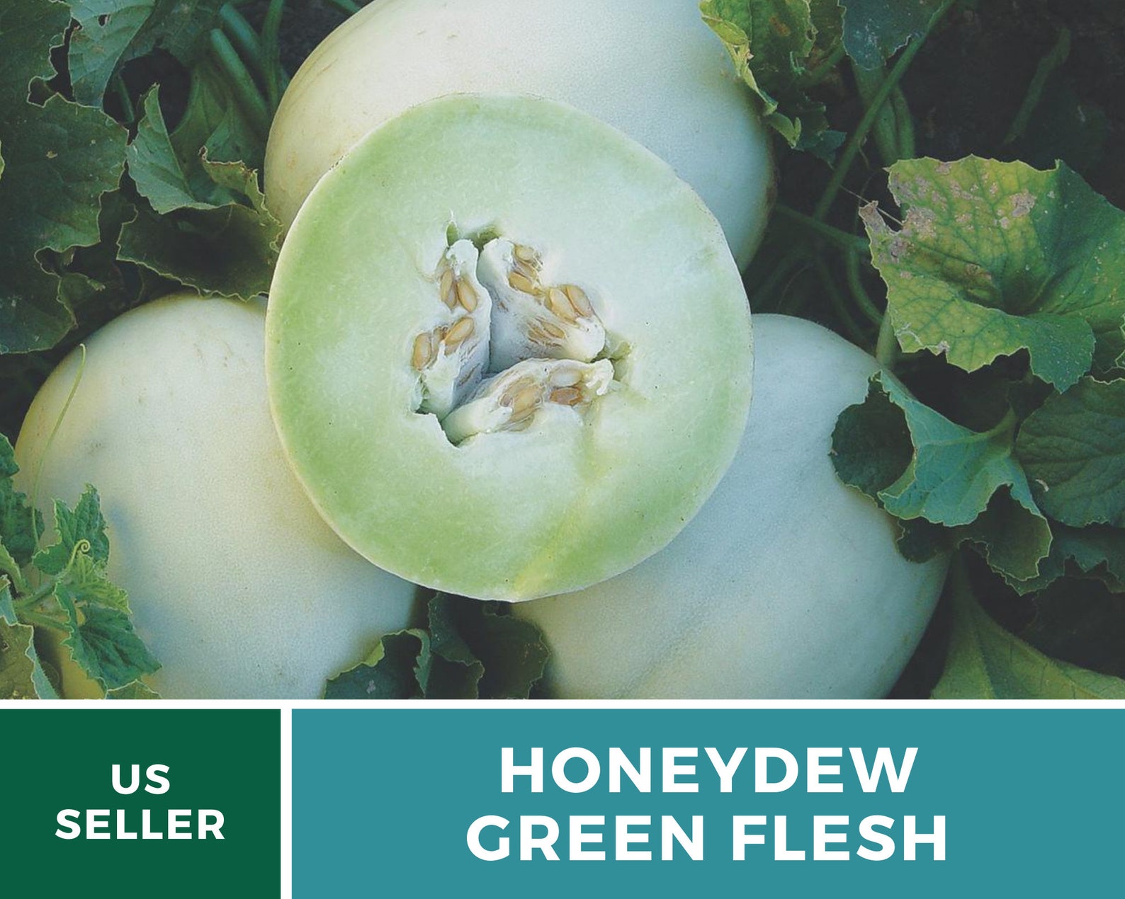 Melon Green Flesh Honeydew 20 Seeds Heirloom Open Etsy