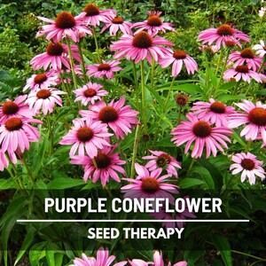Purple Coneflower (Echinacea purpurea) field of blooms with upright stems and vibrant pink-purple petals - Seed Therapy