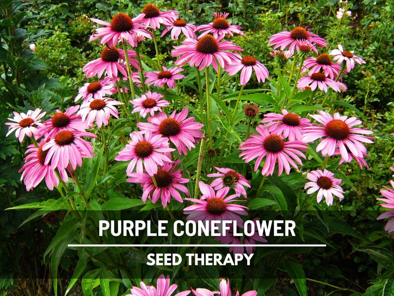 Purple Coneflower (Echinacea purpurea) field of blooms with upright stems and vibrant pink-purple petals - Seed Therapy