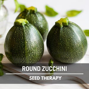 Round Zucchini Seeds – Heirloom Summer Squash, Open Pollinated, Non‑GMO, Easy to Grow, Garden Favorite | 25 Seeds