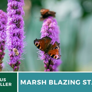 May include: Purple Liatris flowers with a butterfly perched on one of the blooms. The butterfly has brown, orange, and black wings with white spots. The background is a blurred green.