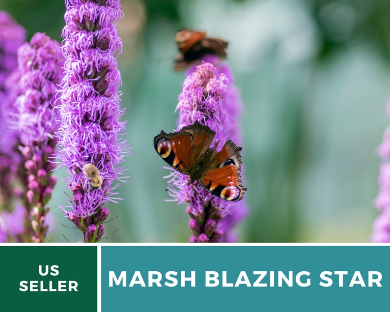 May include: Purple Liatris flowers with a butterfly perched on one of the blooms. The butterfly has brown, orange, and black wings with white spots. The background is a blurred green.