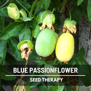 Blue Passionflower Seeds (Passiflora caerulea) – Heirloom, Exotic Climber, Bluecrown (20 Seeds) image 5