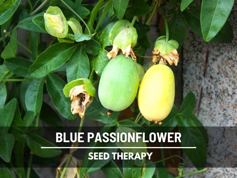 Blue Passionflower Seeds (Passiflora caerulea) – Heirloom, Exotic Climber, Bluecrown (20 Seeds) image 5