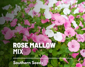 Rose Mallow, Mix - 50 Seeds - Heirloom Flower - Pink, Red, and White Blooms  - Large and Showy Flowers (Lavatera trimestris)