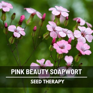 Pink Beauty Soapwort Seeds – Heirloom, Pink Blooms, Erosion Control, Rock Gardens, Borders, Garden Gift | 100 Seeds