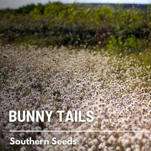 Bunny Tails 50 Seeds Heirloom Ornamental Grass, Hare's Tail, Cut Flowers & Arrangements Lagurus ovatus image 8