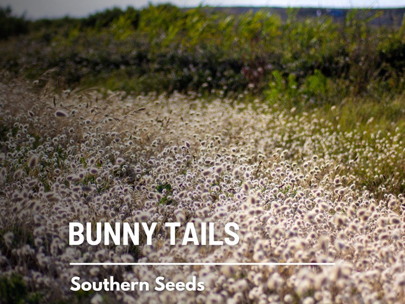 Bunny Tails 50 Seeds Heirloom Ornamental Grass, Hare's Tail, Cut Flowers & Arrangements Lagurus ovatus image 8