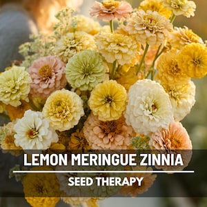 May include: A large bouquet of Zinnia flowers in shades of yellow, cream, and soft peach. The text LEMON MERINGUE ZINNIA and SEED THERAPY is overlaid on the image. The flowers have dense, layered petals and are arranged in a rounded, full cluster.