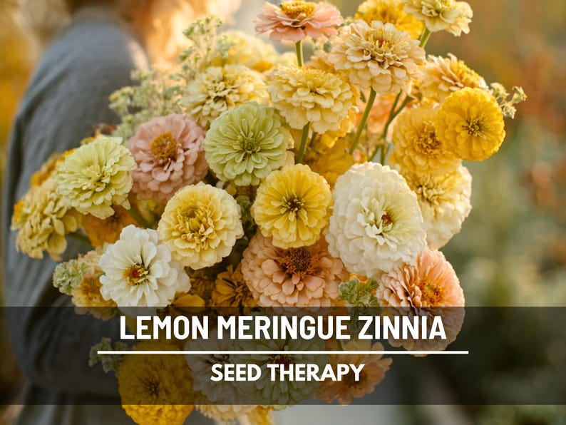 May include: A large bouquet of Zinnia flowers in shades of yellow, cream, and soft peach. The text LEMON MERINGUE ZINNIA and SEED THERAPY is overlaid on the image. The flowers have dense, layered petals and are arranged in a rounded, full cluster.