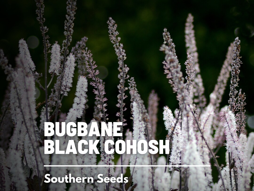 Black Cohosh bugbane 25 Seeds Heirloom Medicinal Herb Ornamental Flower