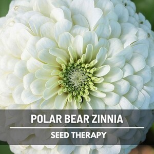 Polar Bear Zinnia Seeds – Heirloom Flower, Pure White Blooms, Attracts Pollinators, Easy to Grow | 100 Seeds image 2