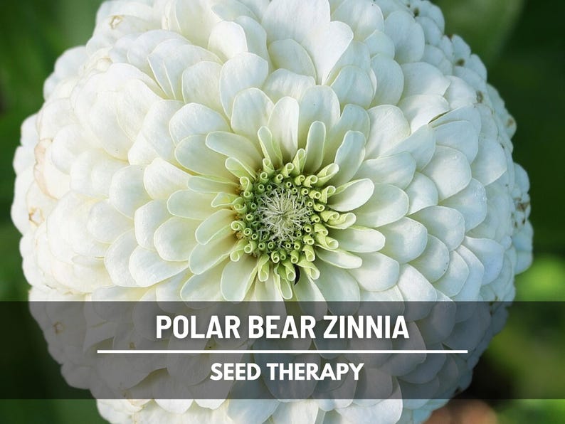 Polar Bear Zinnia Seeds – Heirloom Flower, Pure White Blooms, Attracts Pollinators, Easy to Grow | 100 Seeds image 2