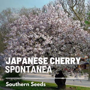 May include: A Japanese Cherry tree in full bloom with white flowers. The tree is in a park setting with a sign that reads "JAPANESE CHERRY SPONTANEA" and "Southern Seeds".