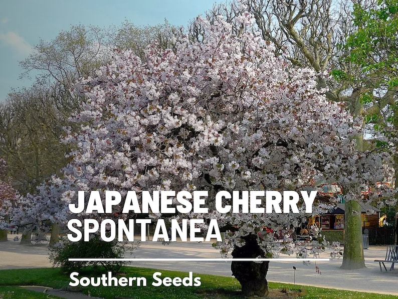 May include: A Japanese Cherry tree in full bloom with white flowers. The tree is in a park setting with a sign that reads "JAPANESE CHERRY SPONTANEA" and "Southern Seeds".