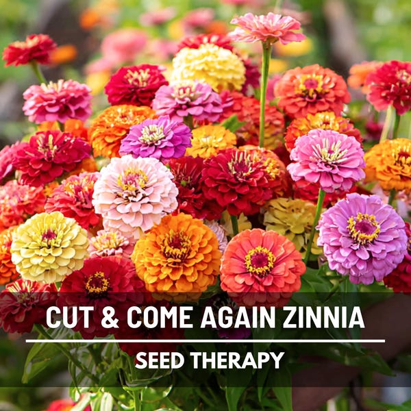 Cut & Come Again Zinnia Seeds – Heirloom Pumila, The more you cut, the more it blooms (50 Seeds)
