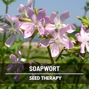 Vaccaria Seeds - Etsy