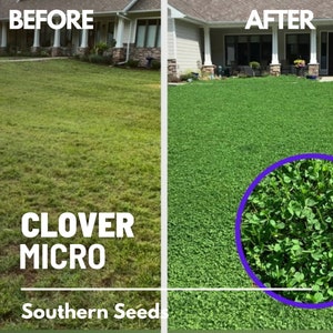 Micro Clover (mini Clover) Seeds – Perennial Lawn Alternative, White ...