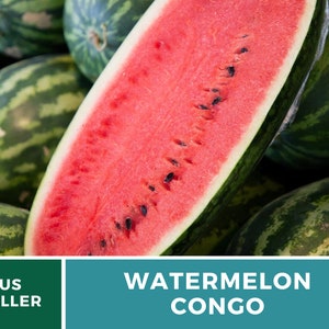 Black Damond Watermelon Seeds Herloom Non GMO Seeds Fresh USA Grown