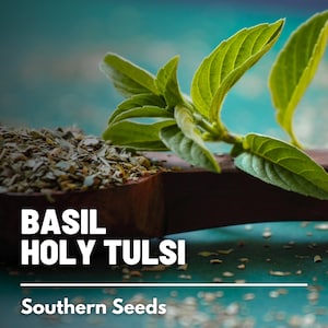 Basil, Holy Tulsi (Kapoor) - 100 Seeds - Heirloom Culinary & Medicinal Herb - Non-GMO (Ocimum sanctum)